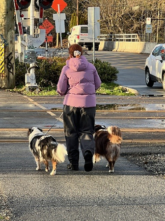 A picture of a female walking two dogs. 