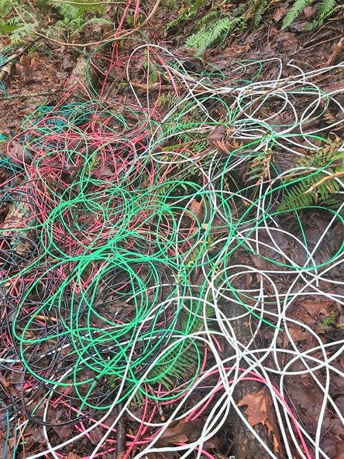 Photo of wire insulation discarded in forest