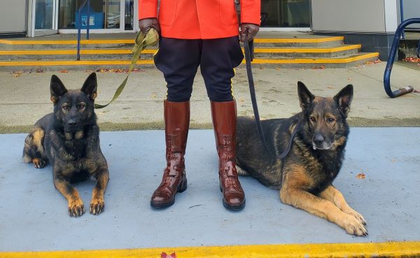 All in the family: Police Service Dog Niro is on the left. On the right is Niro’s dad, retired PSD Herc, who happens to live with Cst. Tomasson.