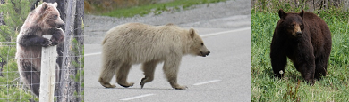 Grizzli sur une clôture, grizzli blanc traversant la route et ours brun au bord de la route