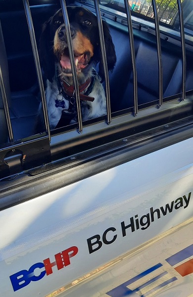 Henry le chien à l’arrière d’un véhicule de la PRCB