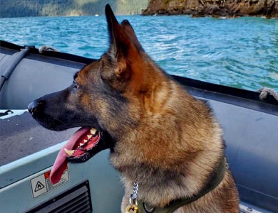 Police dog in boat for training
