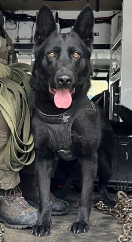 Le chien de police Neeka (un berger allemand noir).