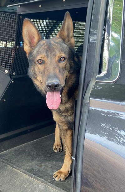 Police Service Dog Mako, German Shepherd with his pink tongue out after arrest