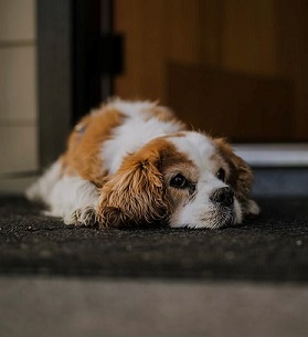 Brown and White Cavalier Dog named Lexi