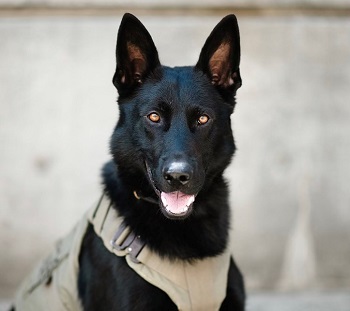 Police Services Dog Norco